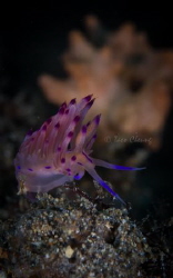 Flabellina Rubrolineata by Taco Cheung 